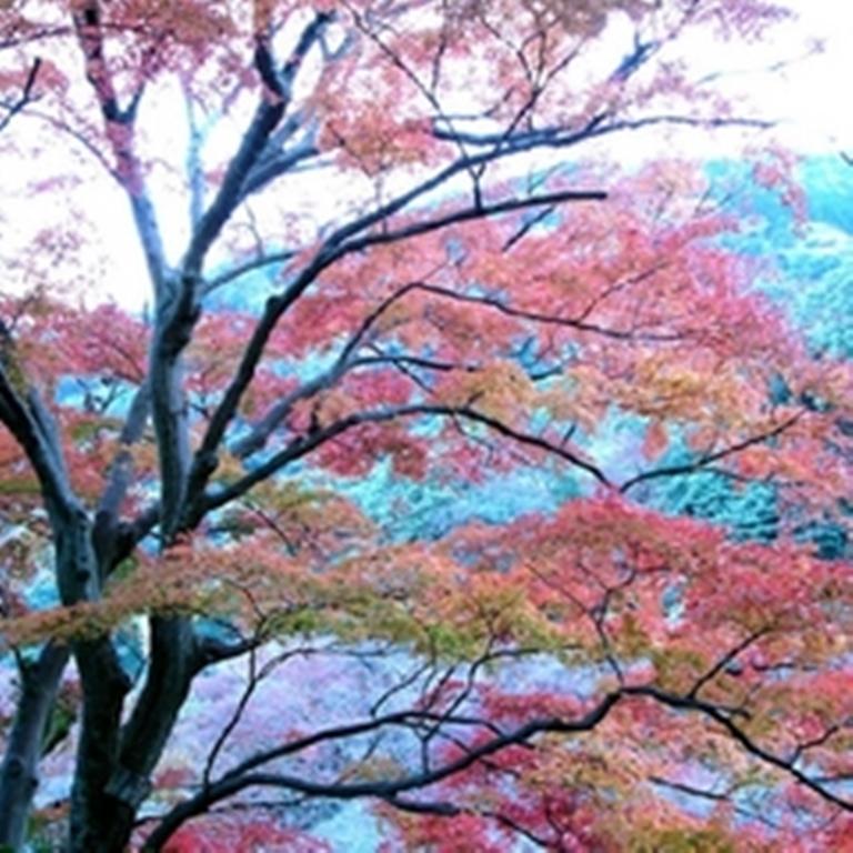 Raku Yado Hana Hana Ito  Buitenkant foto